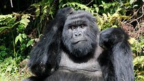 7 Days Uganda Primates and Wildlife Safari