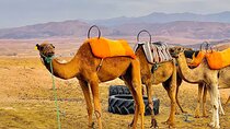 Marrakech to Agafay: Camel Ride & Traditional Dinner Show