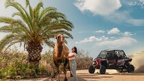 2x1 Combo UTV Side by Side Experience and Camel Ride in Los Cabos