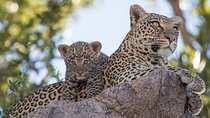 Yala National Park High-Luxury PRIVATE Tours with Entry Tickets