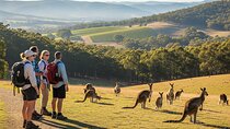 Yarra Valley Nature Hike with Wildlife and Sunset Picnic