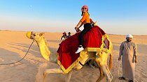 Sunset Desert Safari with BBQ Dune Bashing Camel and More