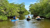 Fort Lauderdale Kayak and Paddleboard Mangroves Eco Adventure
