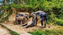 Phuket Ethical Elephant Sanctuary Guided Tour and Hotel Transfers