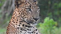Sri Lanka Yala National Park Wildlife Private Tour 