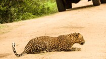 Full-Day Safari Yala National Park 5am-6pm