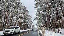 Jeju Island Snow Flower Tracking and Private Sledding Adventure