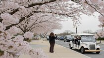 Washington DC Cherry Blossom Guided E Cart Tour