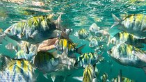 Puerto Vallarta Swimming with Tropical Fish and Zipline Tour