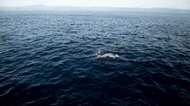 Watching dolphins and diving with luxury transportation service