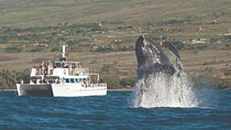 2-Hour Maui Whale Watch from Lahaina Harbor, Maui