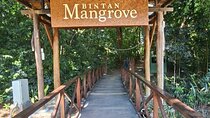 Bintan Mangrove and Fireflies Tour