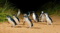 Phillip Island and Penguin Parade Private Tour