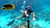 Ras Mohamed and White Island Full-Day Snorkeling and Diving Tour