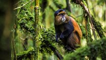 8-Day Rwanda& Burundi: Primates, Big Five And Cultural Experience
