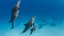 Swim With Dolphins at Dolphin House With Lunch - Hurghada