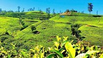 Tea Country Day Tour from Kandy Nuwara Eliya