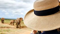Full Day Guided Safari in Addo Elephant National Park