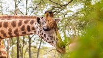 Nairobi Park and Giraffe Center Half Day Tour