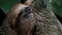 Arenal’s Best Sloth Tour: A Unique Wildlife Experience