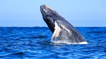 All Inclusive Whale Watching in Puerto Vallarta