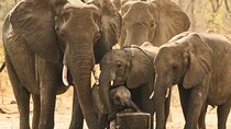 Small Group: Zambezi National Park Guided Game Drive