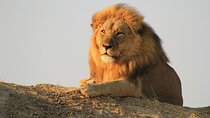 Chobe Extended Day Trip from Victoria Falls - Small Group