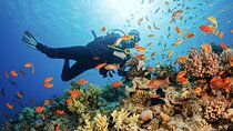 Hurghada Scuba Diving Trip with Delicious Onboard Lunch