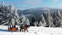 Horse Drawn Sleigh Experience