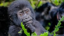 3 Days Gorilla Trekking in Bwindi and Mgahinga Parks