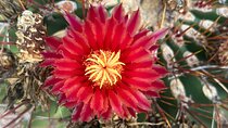 Desert Botanical Garden: Relaxing Morning or Sunset Walking Tour.