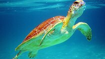 Cancun: Sea turtles and Cenote Tour With Pick Up from your Hotel