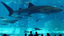 Istanbul Aquarium Adventure with Hotel Transfer