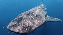 Private Whale Shark All Inclusive Experience