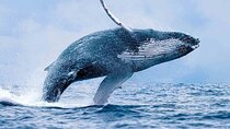Whales watching & Snorkeling tour