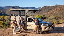 Cape Safari Adventure: Full-Day Big 5 Combo Experience at Aquila