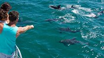 Private Boat to Dolphin House with Intro Diving & Lunch-Hurghada