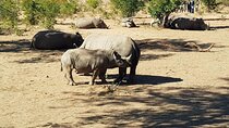 Mosi-oa-Tunya National Park Safari Game Drive and Rhino Walk