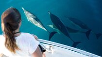 Private Boat to Dolphin House with Parasailing & Lunch - Hurghada