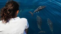 Private Boat Trip to Dolphin House with Photographer - Hurghada