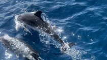 Dolphin Watching Half Day Snorkeling Trip W / Transfer - Zanzibar