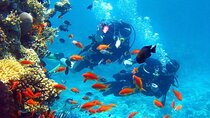 Beginner Scuba Diving at Agia Efimia Village in Kefalonia Island