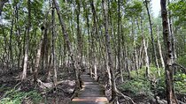 Can Gio Beautiful Nature Mangrove Forest Day Trip