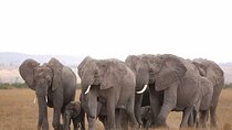 2 Days 1 Night Amboseli Safari