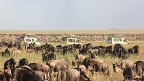 4 Day Tanzania Discovery Safari Tarangire and Serengeti Adventure