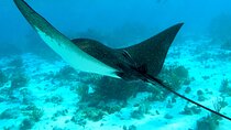 PRIVATE 4Stop Tour: Stingray, Snorkeling, Starfish & 7 Mile Beach
