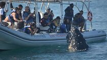 Puerto Vallarta Speedboat and Box Lunch Whale Tour