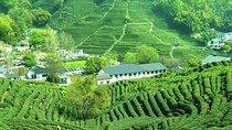 Serene Hangzhou Private Tour Where Tea Grows and Nature Unfolds