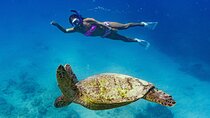 Snorkeling with Sea Turtles in Waikiki Hawaii Boat Tour