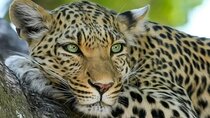 Aquila Game Reserve Safari with wine tasting, Transport & Lunch